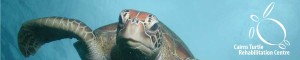Cairns Turtle Rehabilitation Centre