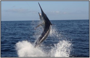 Marlin out of water