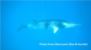 Minke Whales migrate to Cairns Tropical North Queensland each year during winter months