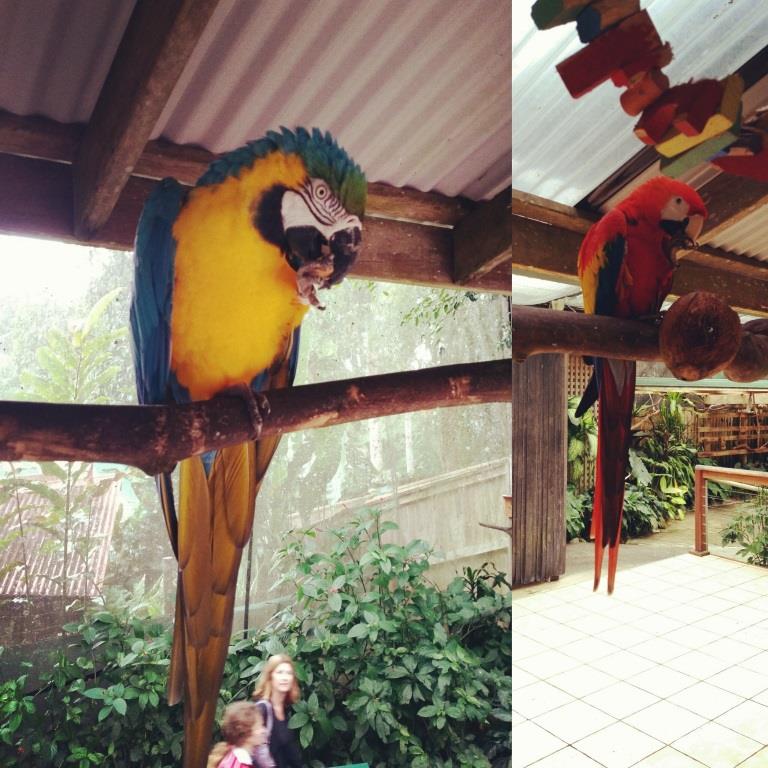 Macaws 2