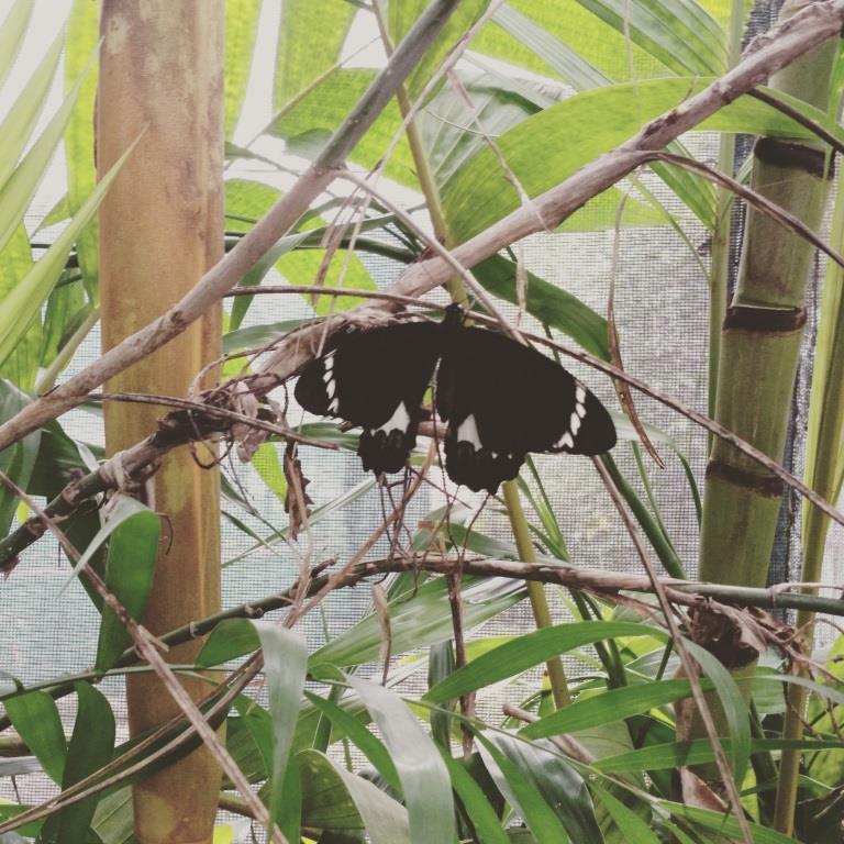 Tan Butterfly Sanctury 2