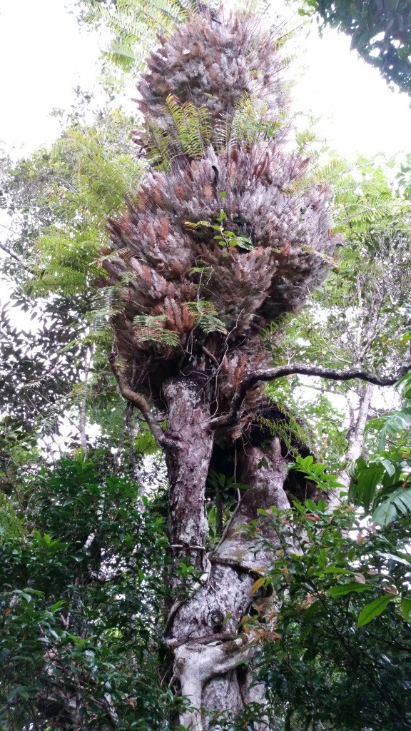 Tree Ferns 2