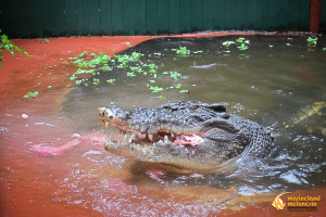 Meet Cassius On Green Island, the oldest and largest captive crocodile in the world