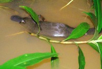 Platypus can be seen from the balcony of your treehouse Platypus can be seen from the balcony of your treehouse