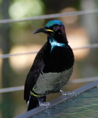 Birds will visit to be hand fed Birds will visit to be hand fed