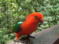 Parrot on the balcony of the Treehouse Parrot on the balcony of the Treehouse