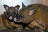 Beautiful Possums visit each evening Beautiful Possums visit each evening