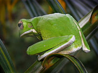 Green Tree Frog Green Tree Frog