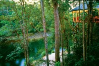 Silky Oaks Jungle Perch overlooking Water Silky Oaks Jungle Perch overlooking Water