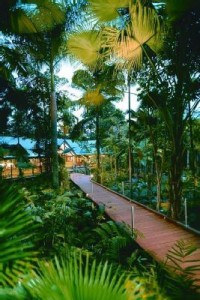 Rainforest Walkway Rainforest Walkway