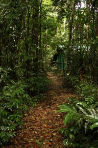Daintree Crocodylus Walk to Cabins Daintree Crocodylus Walk to Cabins