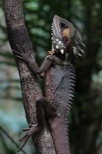 Boyds Dragon Boyds Dragon