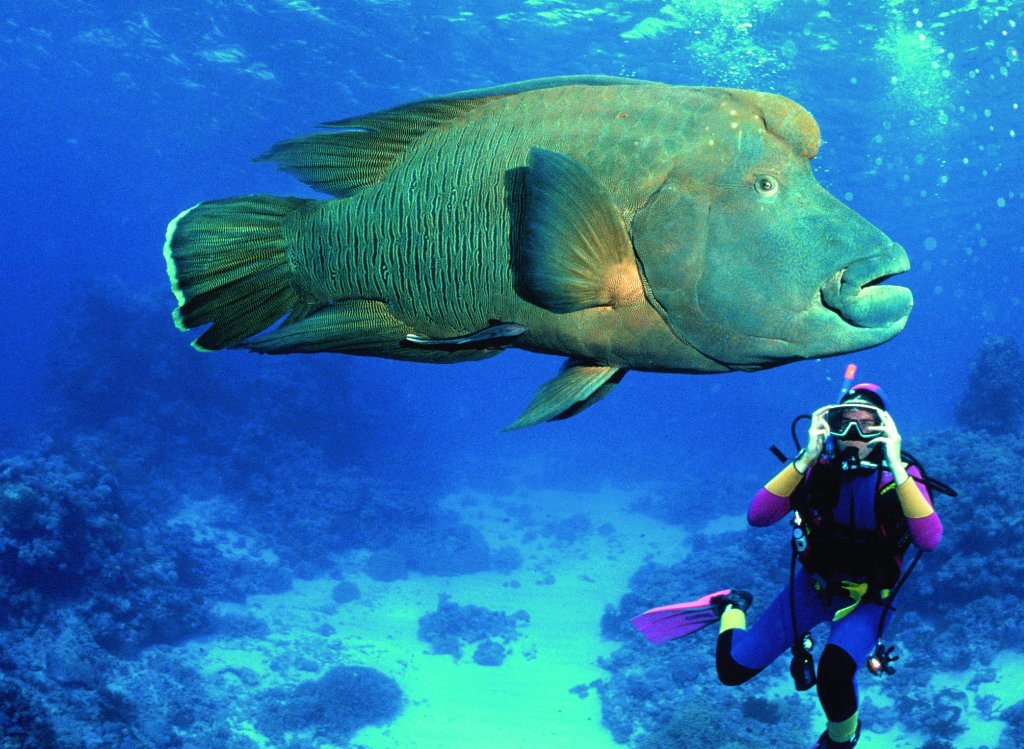 Great Barrier Reef Tours Scuba Diving