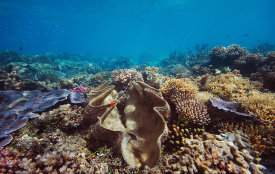 Great Barrier Reef Tours - Cairns, Queensland, Australia