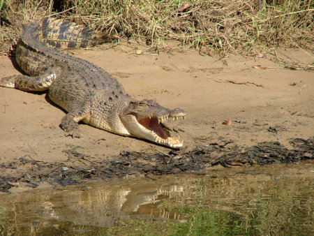 Crocodile on the Daintree River Bank