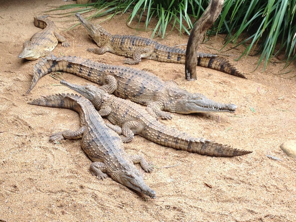 Kuranda Train Nature Park Skyrail 3 In Combo Package Tour