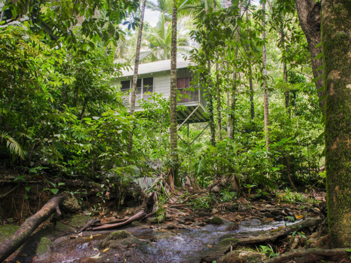 Rainforest Treehouse style accommodation | Daintree Eco Lodge & Spa