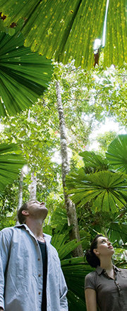 Cairns Attractions | Explore Daintree & Cape Tribulation