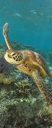 Explore all Great Barrier Reef Tours & Attractions - Turtle swimming on the Great Barrier Reef