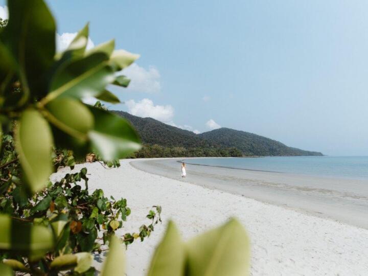 Explore the stunning natural beauty of Daintree, Cape Tribulation