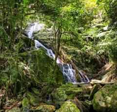 Explore Rainforest walks and swimming holes - Daintree Eco Lodge & Spa Explore Rainforest walks and swimming holes - Daintree Eco Lodge & Spa