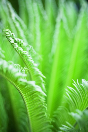 Flora & Fauna Cairns Flora & Fauna Cairns