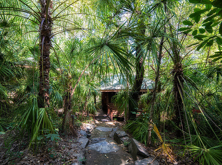 Rainforest Resorts Cairns - Luxury Eco Rainforest Accommodation | Jungle Walk at Thala Beach Lodge