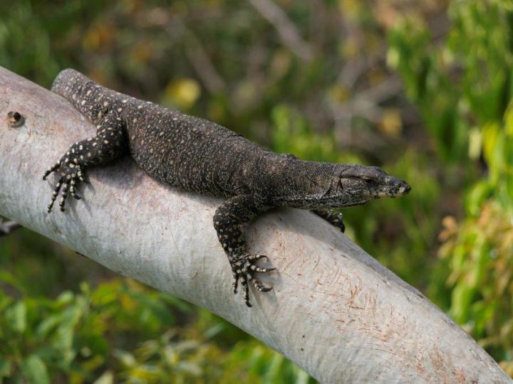 Port Douglas Eco Resorts - Local Wildlife - Lace Monitor Lizard