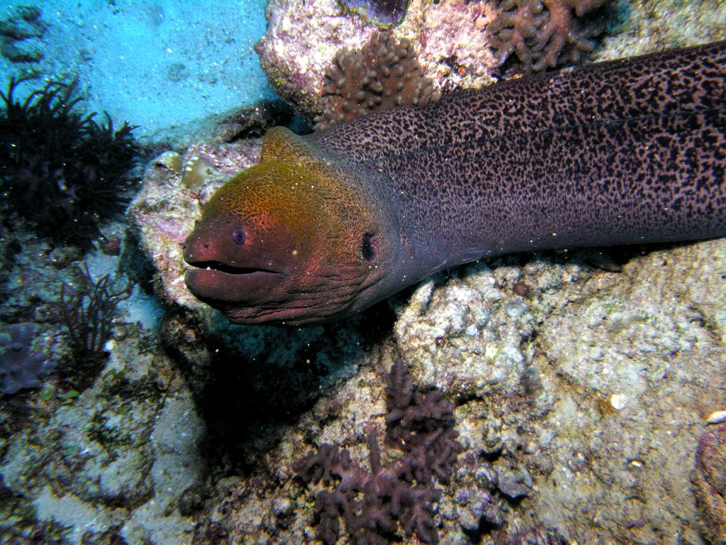 Great Barrier Reef Diving Cairns Liveaboard Dive Tours Budget to Luxury