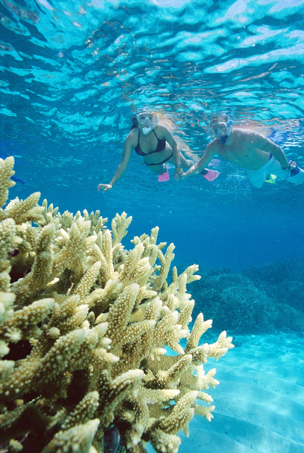 Dive & Snorkel Port Douglas Swim with Whales Great Barrier Reef