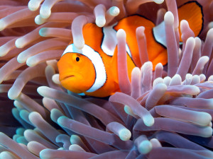 Clown Fish On The Great Barrier Reef