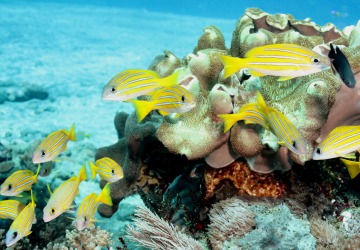 2 Day 1 Night Great Barrier Reef Trip Ex Cairns | Bluestriped Snapper