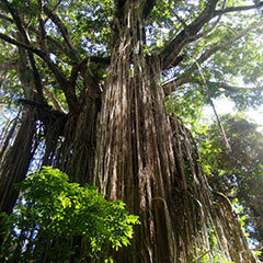 Cairns Atherton Tablelands Curtain Fig Tree