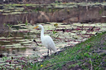A haven for Bird lovers