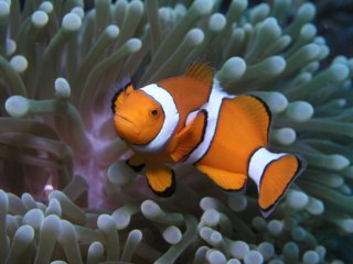 Amazing Marine Life Surrounding Low Isles On The Great Barrier Reef | Departs Daily From Port Douglas