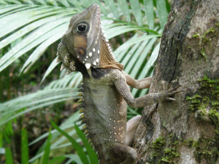 Australian Wildlife Safari - Boyd's Forest Dragon