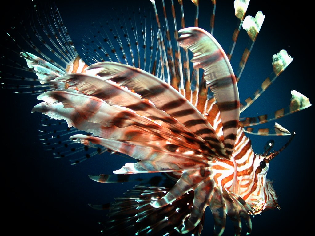 finger cairns b Tours Dive Barrier  Great Diving Cairns Liveaboard Reef