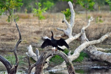 Birds at Jibaru Safari Lodge