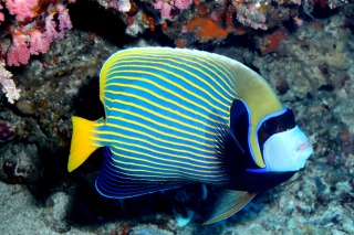 Blue Butterfly Fish | Great Barrier Reef Marine Life | Overnight Sailing Boat Trip