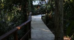 Daintree Rainforest Boardwalks
