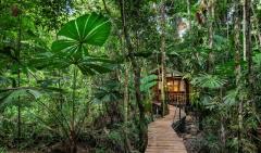 Boardwalk to Rainforest Cabin - Daintree Wilderness Lodge - Daintree Rainforest Accommodation 