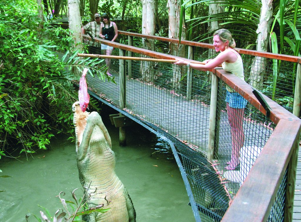 crocodile tours in cairns
