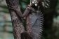 Boyds Dragon | Daintree National Park