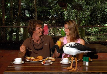Breakfast with the Birds or Lunch with Lorikeets at Wildlife Habitat Port Douglas