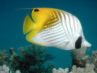 Explore The Australian Great Barrier Reef | Day Trips Or Liveaboard | Butterfly Fish