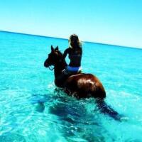 Cape Trib Beach Horse Rides - Swim in The Ocean with Your Horse
