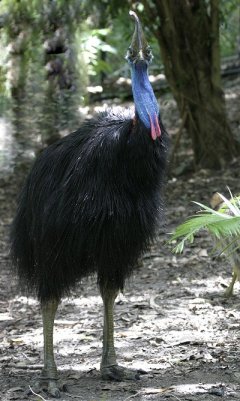 Cassowary of Mission Beach