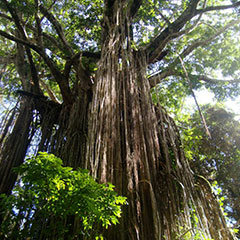 Cathedral Fig Tree Cairns