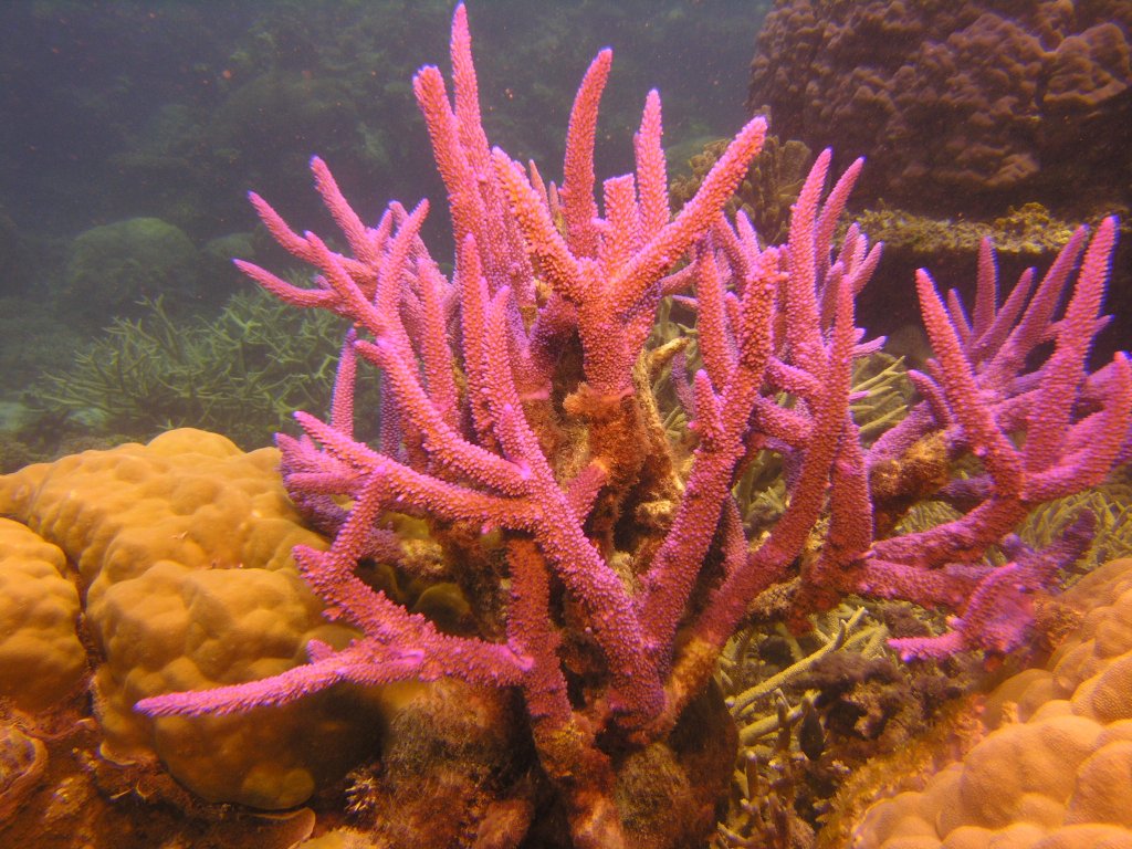 b marina finger cairns Tours  Liveaboard Barrier Great Cairns Reef Dive Diving