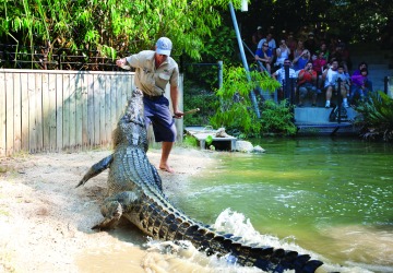Crazy man hand feeding manhunting crocodile